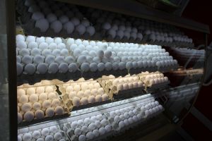 Приморские яйца разбились о цену